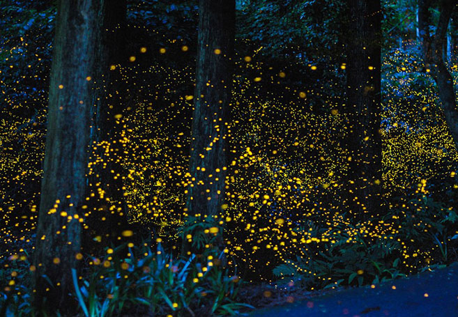 Cameras Go Inside The Forests Of Tennessee For The Greatest Firefly ...
